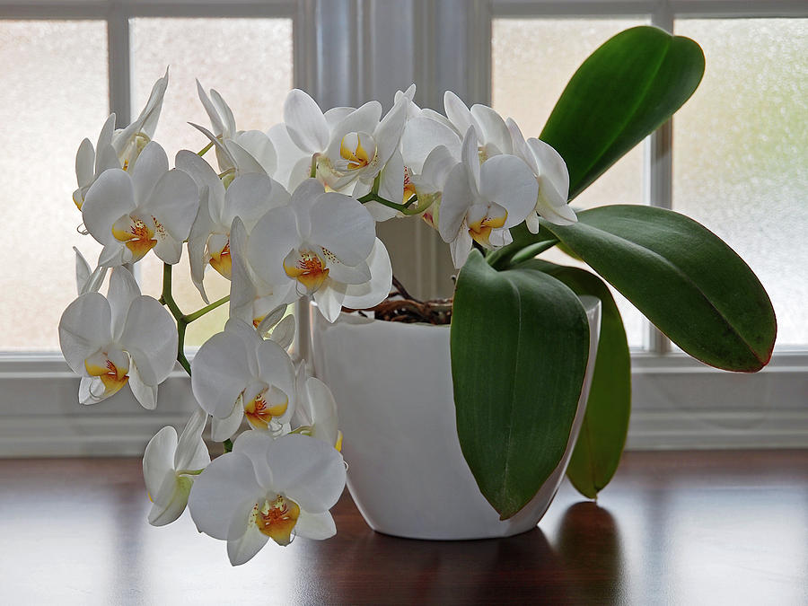 Profusion of White Orchid Flowers Photograph by Gill Billington