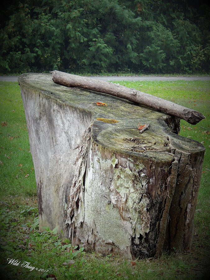 Progressive Stump Says . . .  Photograph by Wild Thing