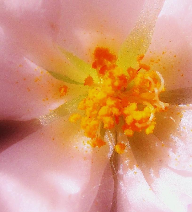 Summer Photograph - Proliferation of Pollen by Sharon Ackley