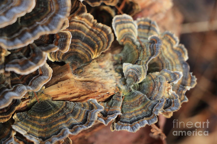 Proliferation of Turkey Feather Fungi Photograph by Elizabeth Dow