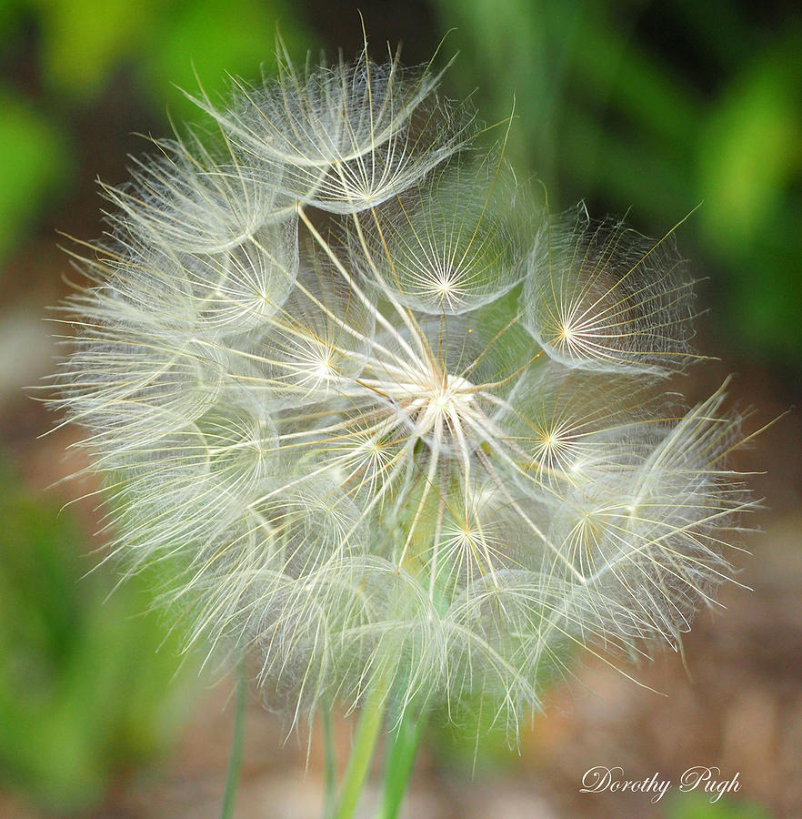 Nature Photograph - Promise by Dorothy  Pugh