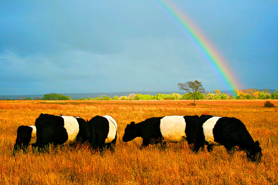 Cow Photograph - Promise Land by Kori Creswell