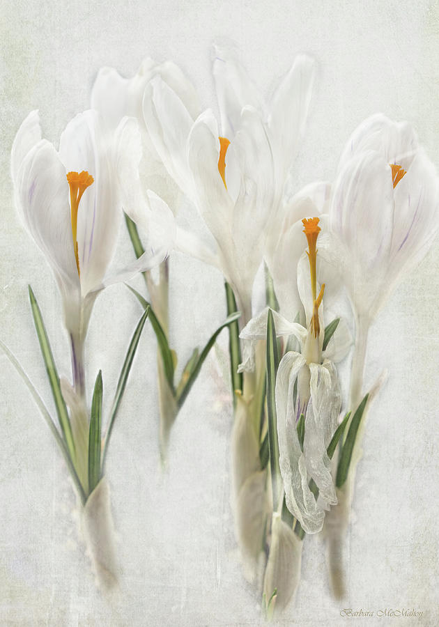 Promise of Spring Crocus Photograph by Barbara McMahon