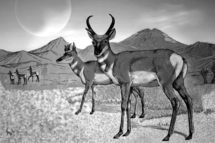 Prong Horns In The Moonlight B and W Digital Art by Joyce Dickens