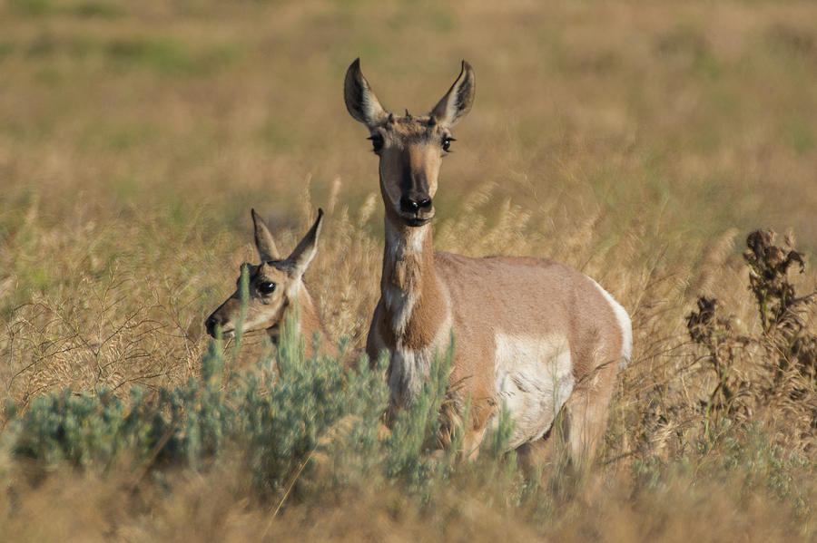 Pronghorns Photograph by Janis Connell