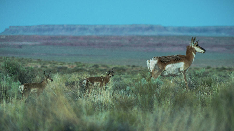Pronghorn American Antelope Goblin Valley Utah Photograph by Lawrence S Richardson Jr