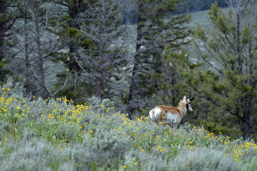Yellowstone National Park Photograph - Pronghorn and Flowers by Bruce Gourley