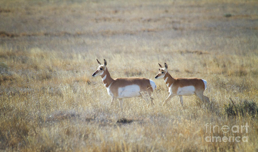 Pronghorn and Parent Photograph by Ruth Jolly