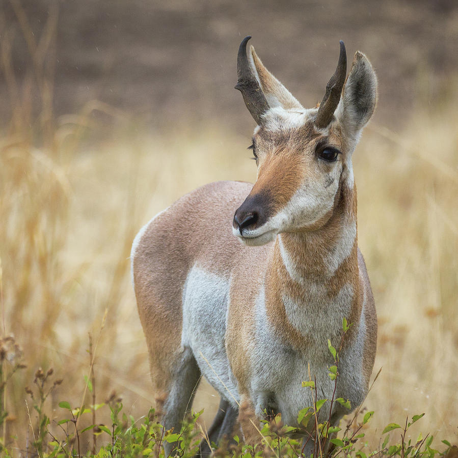 Pronghorn Antelope Photograph by Alex Mironyuk