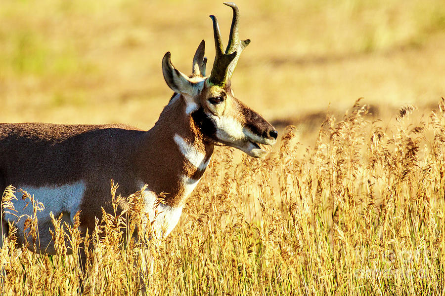Pronghorn Antelope at Lamar Valley Photograph by Ben Graham