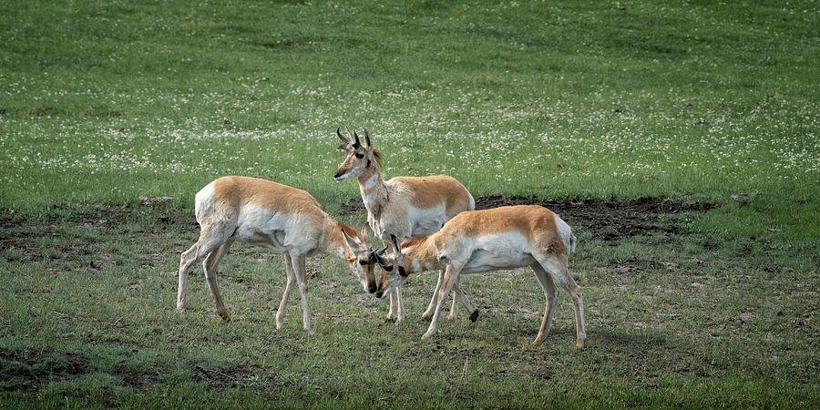 Pronghorn Antelope at Yellowstone NP_GRK6806_05222018 Photograph by Greg Kluempers