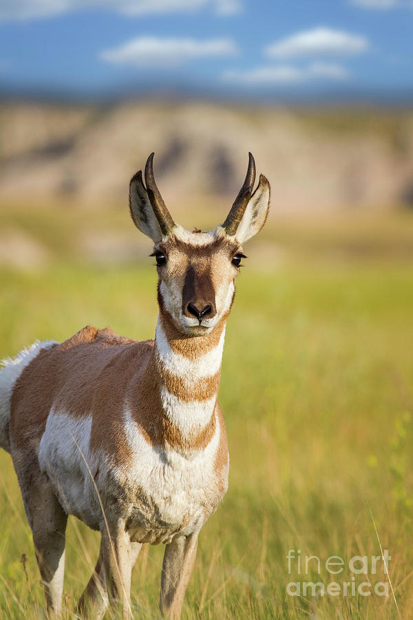Pronghorn Antelope I Photograph by Karen Jorstad