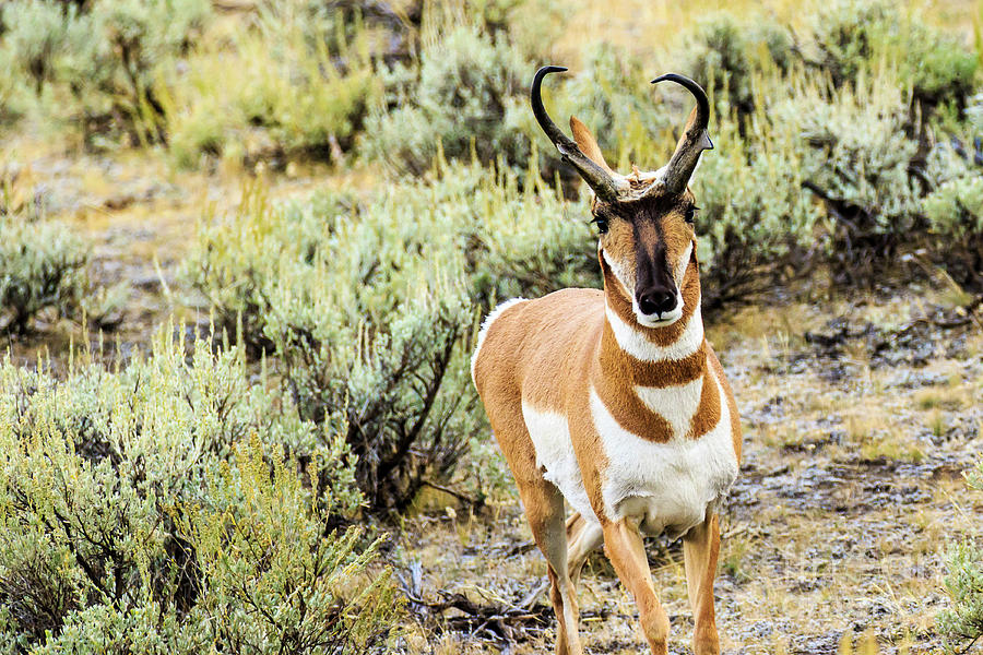 Pronghorn Antelope Photograph by Ben Graham