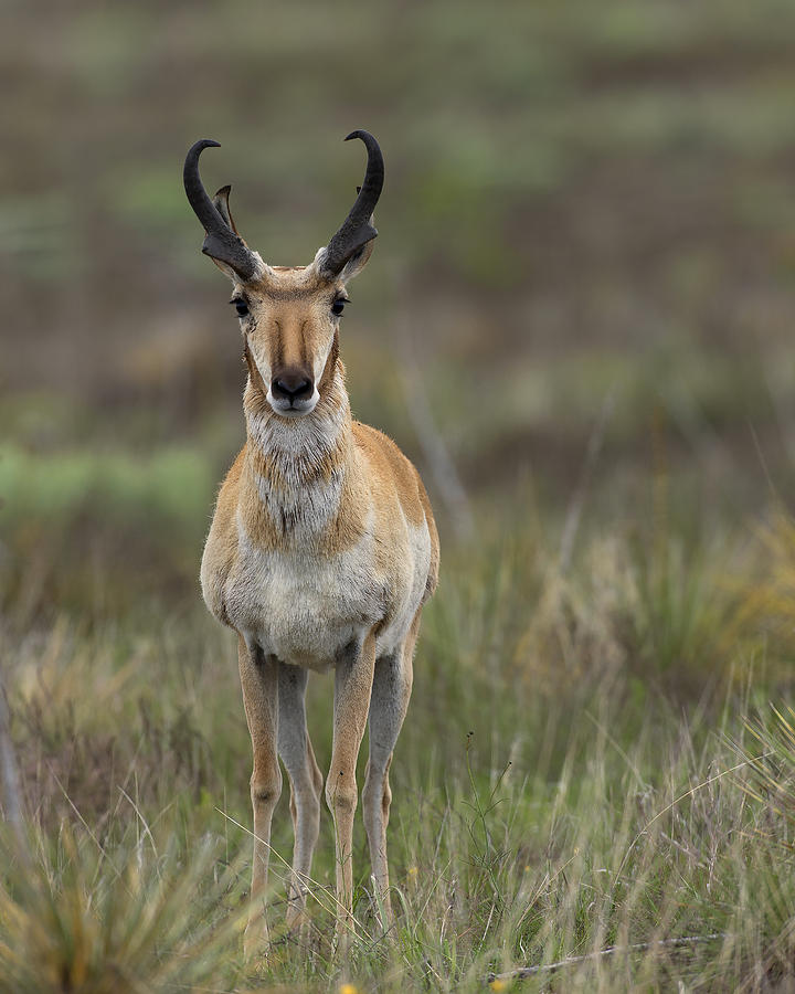 Pronghorn Antelope Buck Photograph by Gary Langley