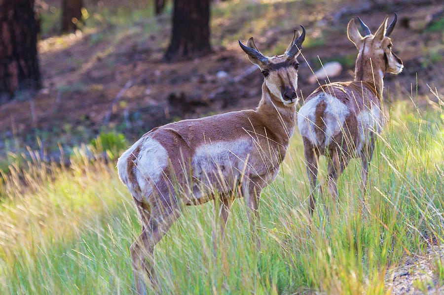 Pronghorn Antelope Bucks Photograph