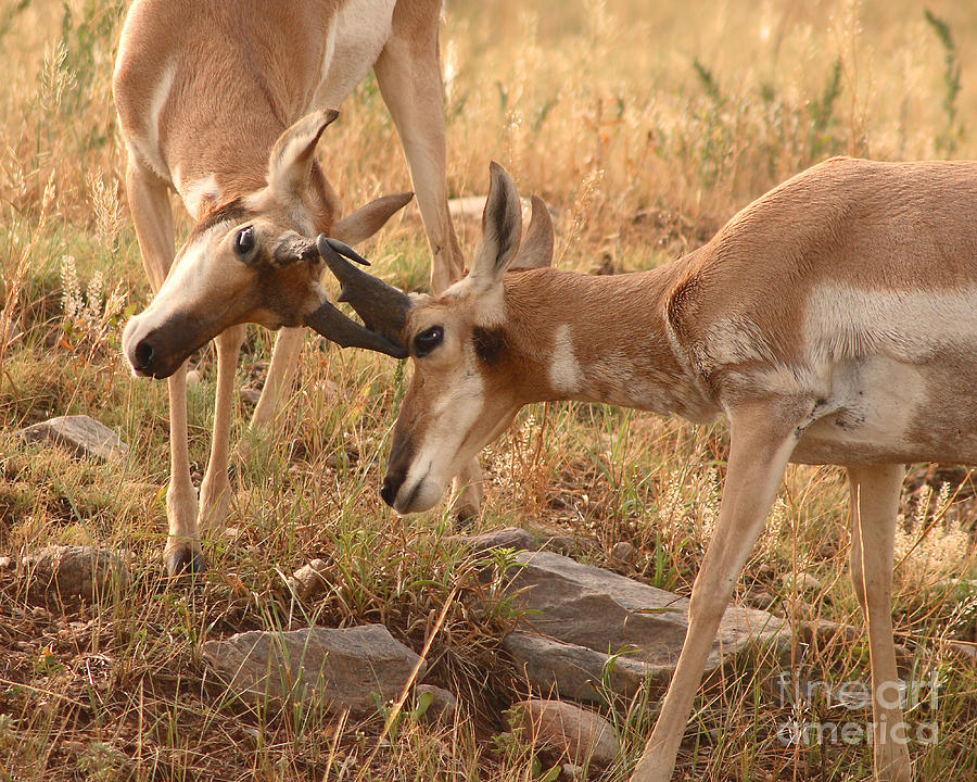 Pronghorn Antelope Bucks Locking Horns Photograph by Max Allen