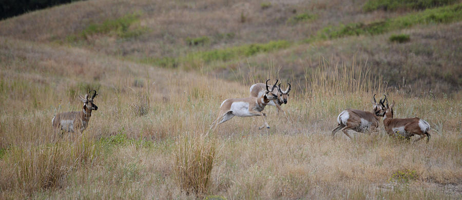 Pronghorn Antelope Bucks Photograph by Whispering Peaks Photography ...