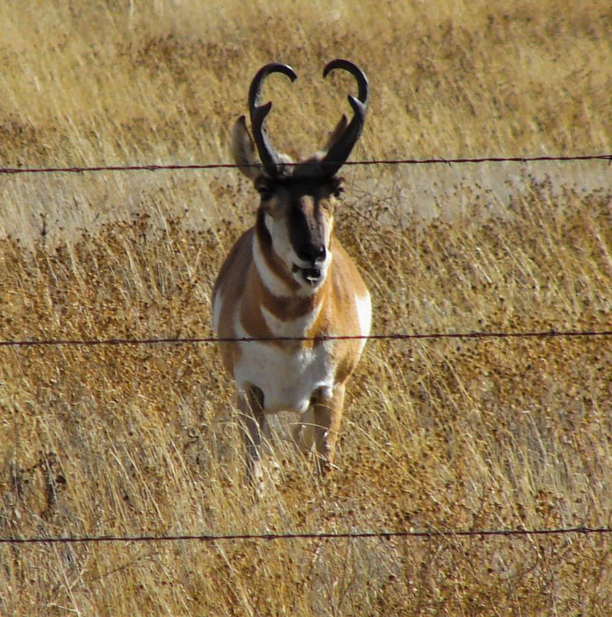 Pronghorn Antelope Photograph by Carl Moore