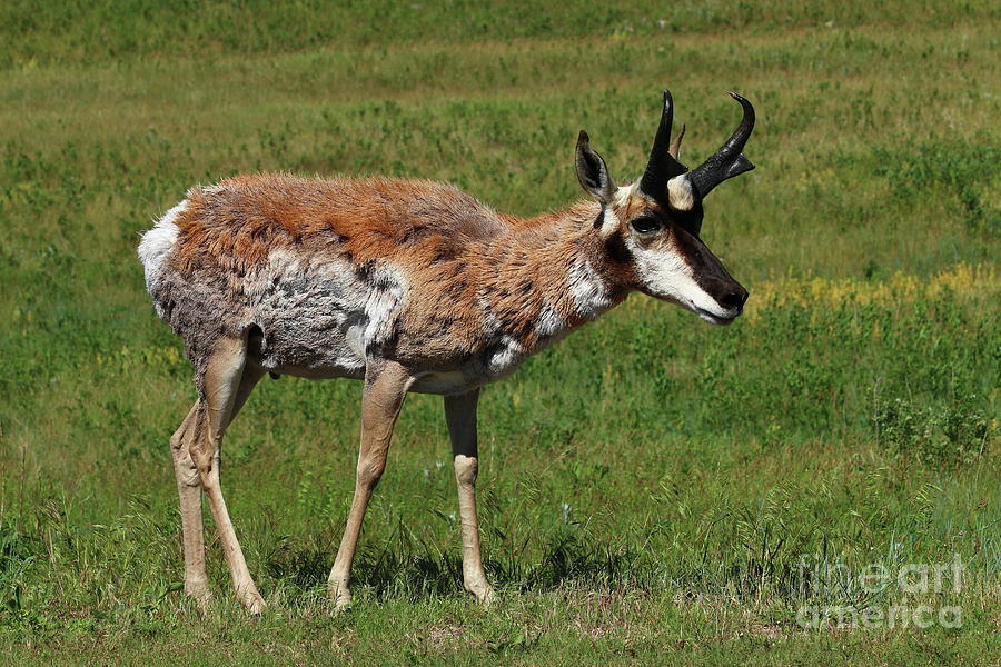 Pronghorn Antelope Photograph by Christiane Schulze Art And Photography