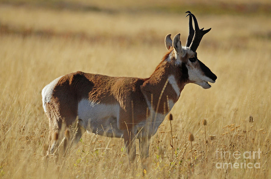 Pronghorn Antelope Photograph by Cindy Murphy - NightVisions