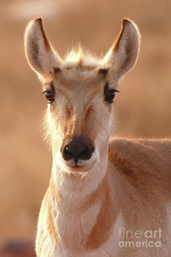 Pronghorn Antelope Doe In Soft Light Photograph by Max Allen