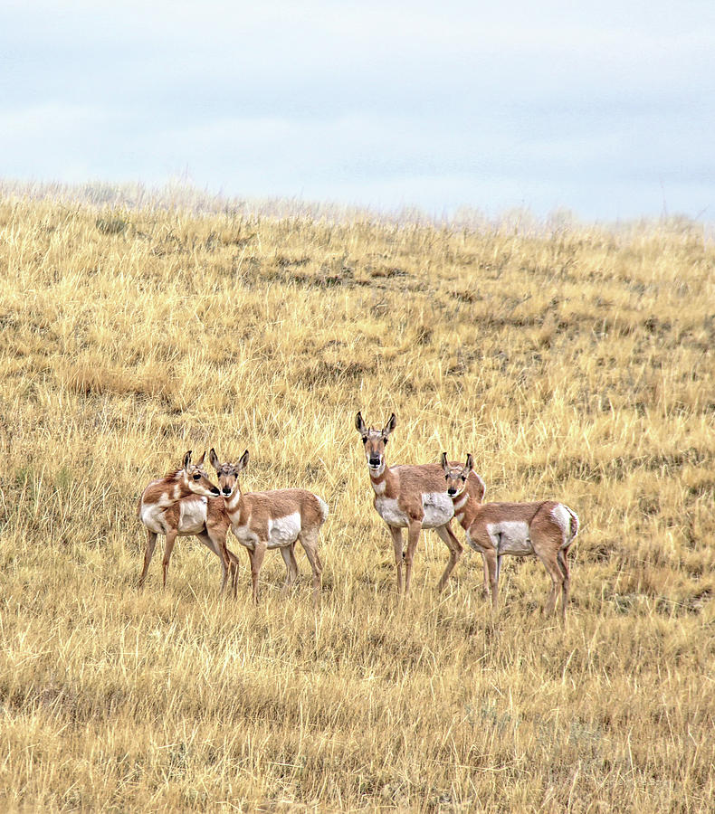 Pronghorn Antelope Family Montana Photograph by Jennie Marie Schell