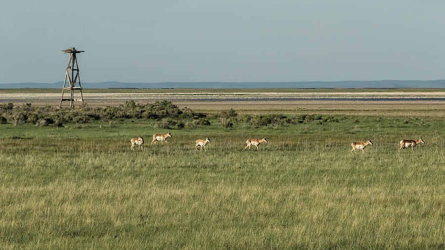 Pronghorn Antelope in a Field Photograph by Belinda Greb