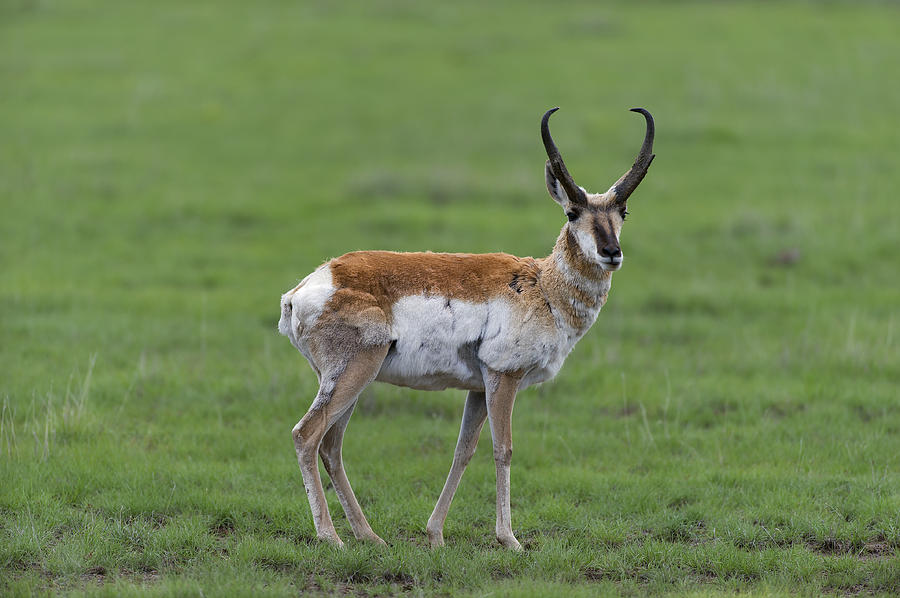 Pronghorn Antelope in spring Photograph by Gary Langley