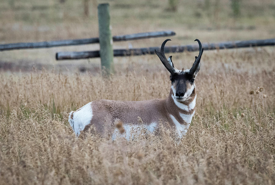 Pronghorn Antelope Photograph by Norman Reid