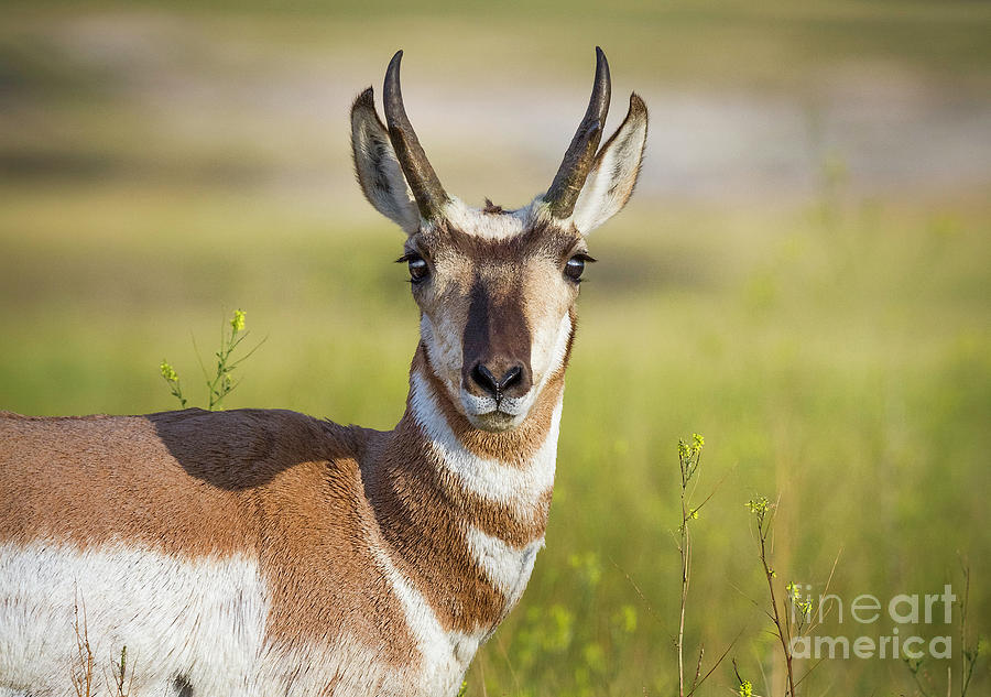 Pronghorn Antelope of the Badlands I Photograph by Karen Jorstad