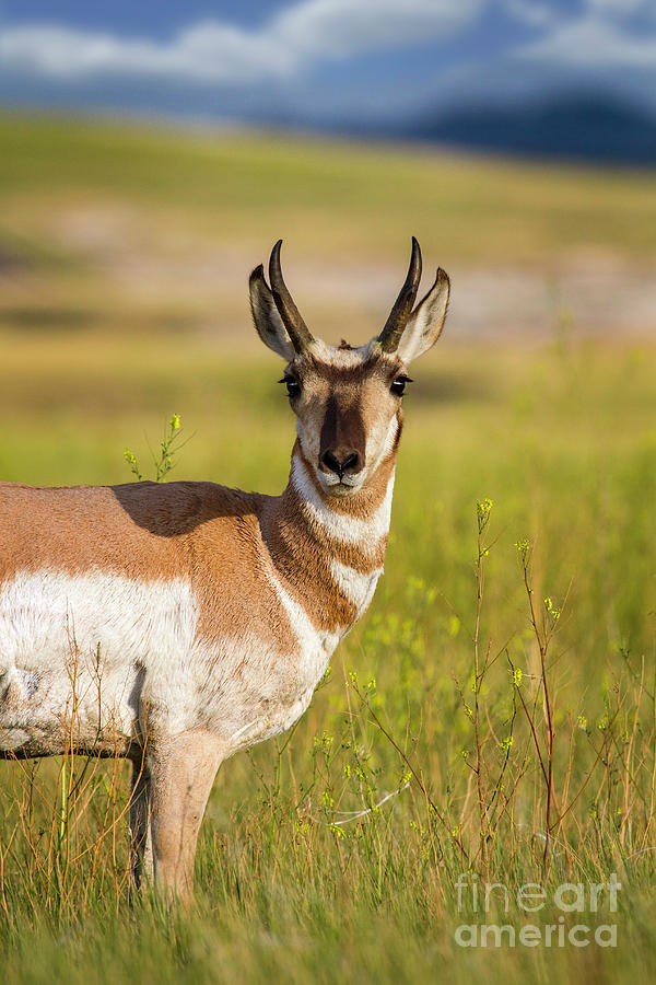 Pronghorn Antelope II Photograph by Karen Jorstad