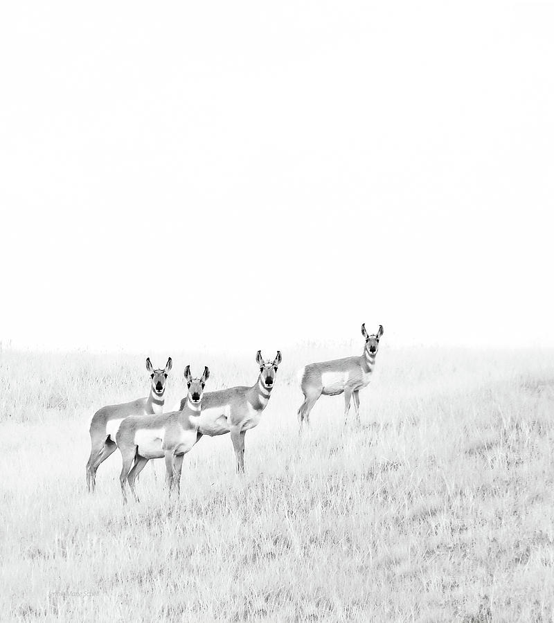 Pronghorn Antelopes on the Prairie Monochrome Photograph by Jennie Marie Schell