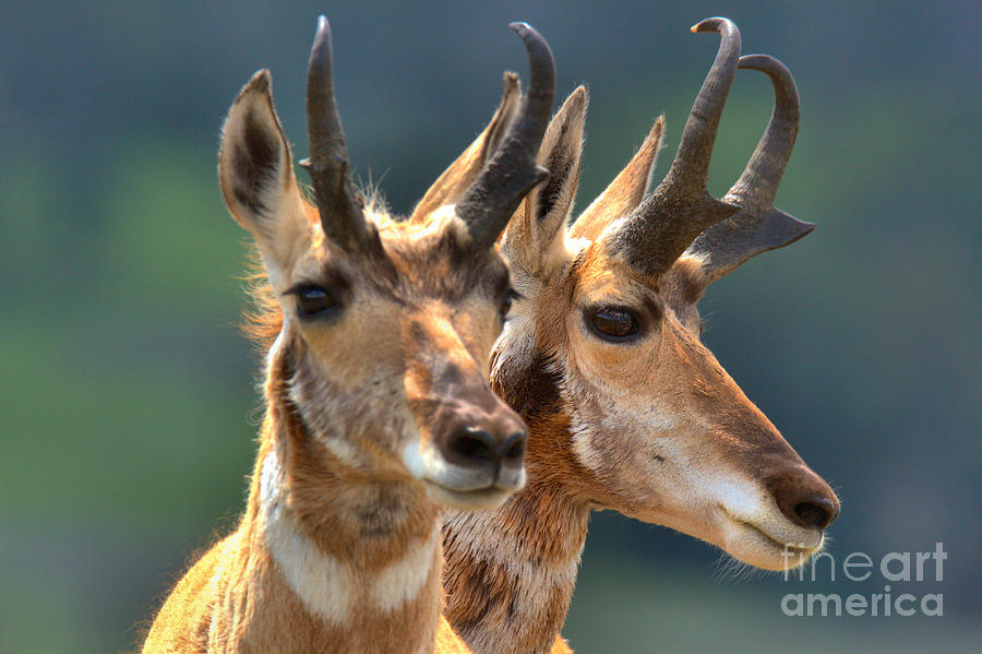 Yellowstone National Park Photograph - Pronghorn Antelope Pair by Adam Jewell