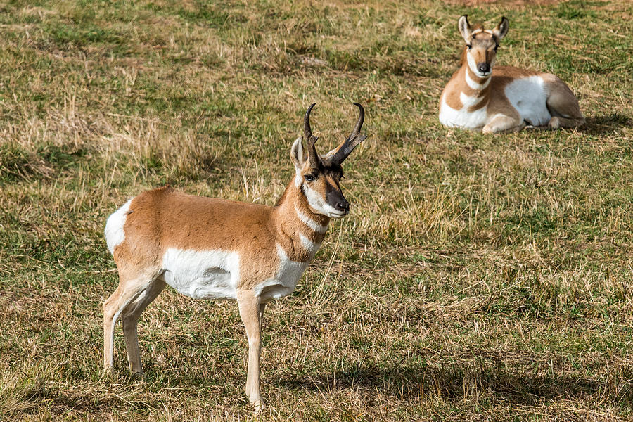 Pronghorn Antelope Photograph by Paul Freidlund