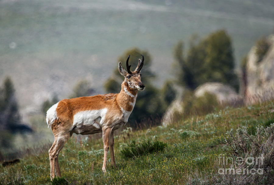 Yellowstone National Park Photograph - Pronghorn Antelope by Robert Bales