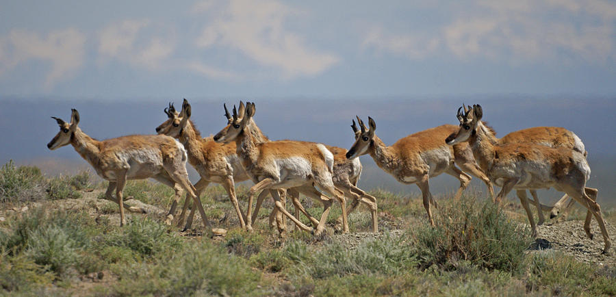 antelope running