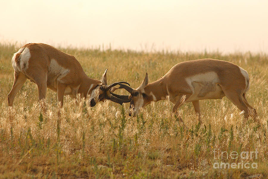 Pronghorn Antelope Sparring In Autumn Field Photograph by Max Allen