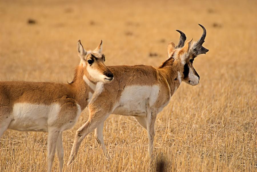 Pronghorn Antelope Photograph - Pronghorn Antelope  by Tory Stephens