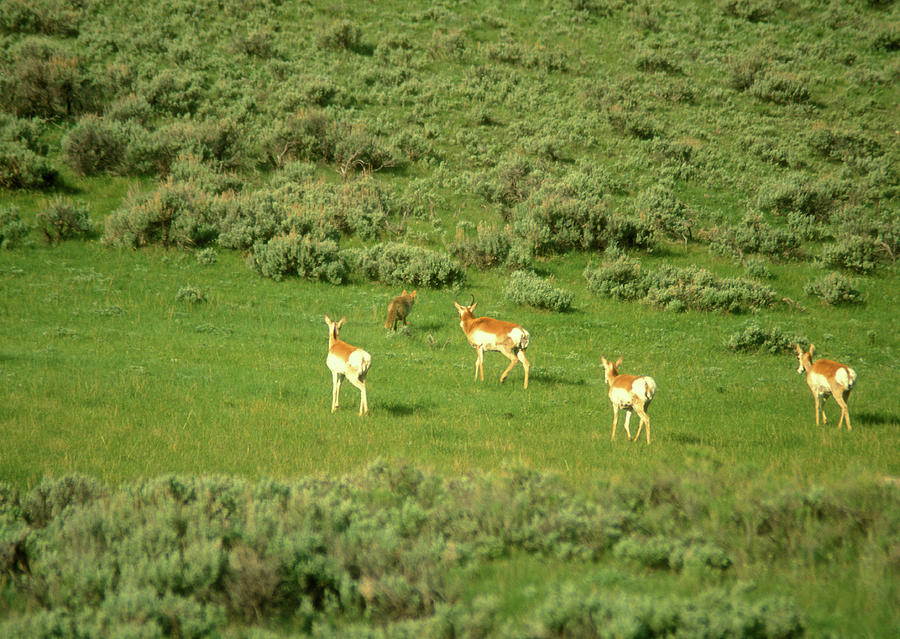 Pronghorn Antelopes Chasing Coyote Photograph by John Burk