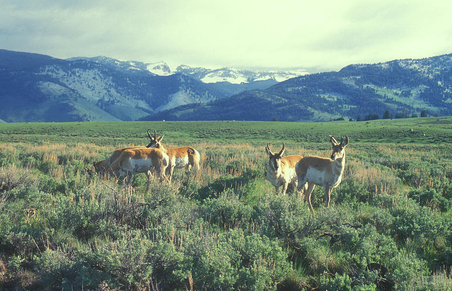 Pronghorn Antelopes in Yellowstone Valley Photograph by John Burk