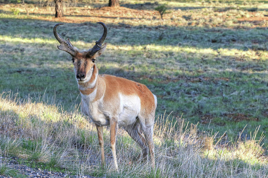 Pronghorn at Bryce Photograph by Donna Kennedy