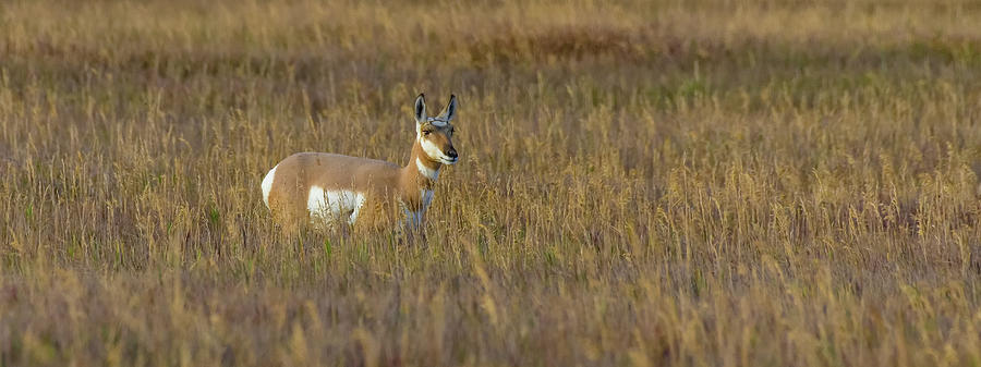 Pronghorn At Golden Hour Photograph by Yeates Photography