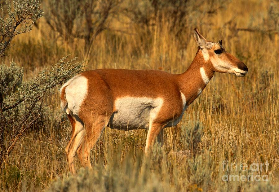 Pronghorn At Sunrise Photograph by Adam Jewell