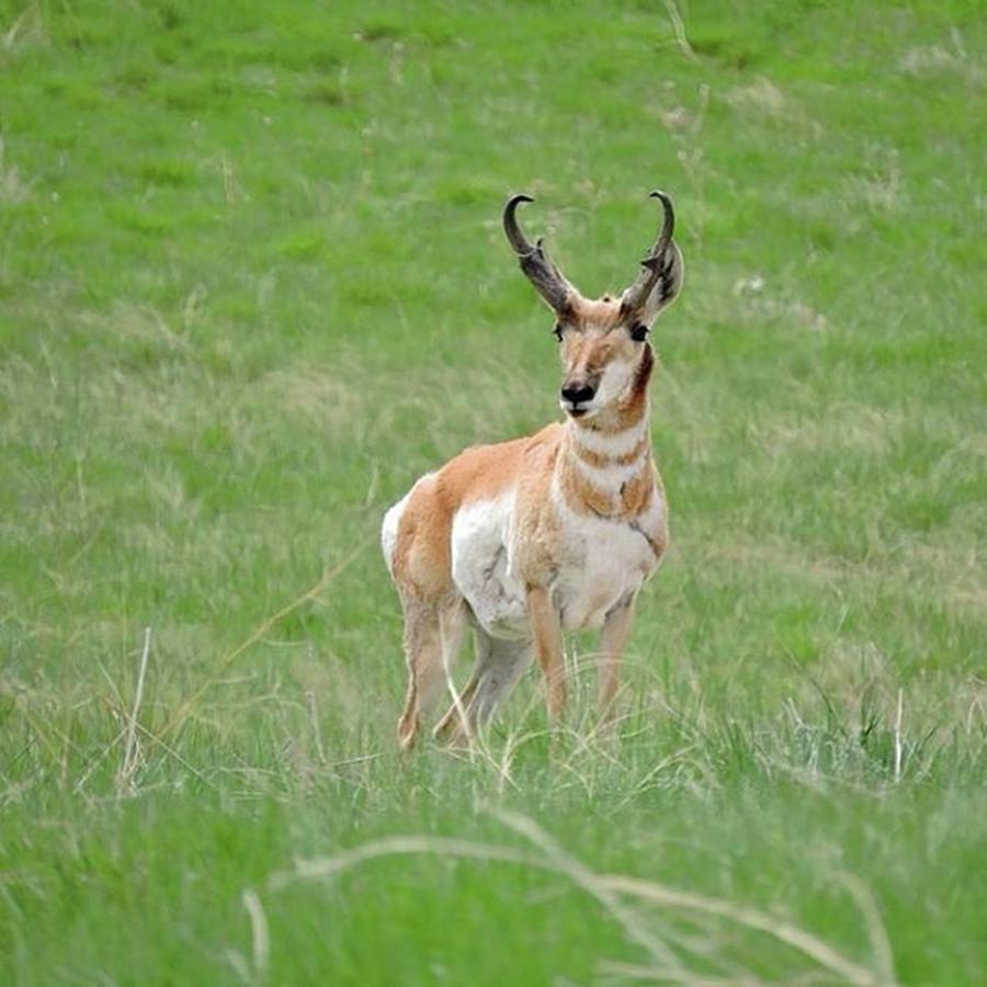 Spring Photograph - Pronghorn Buck At The Aurora Reservoir by Connor Beekman
