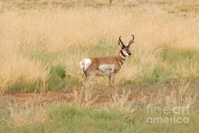 Wildlife Photograph - Pronghorn Buck by Dennis Hammer