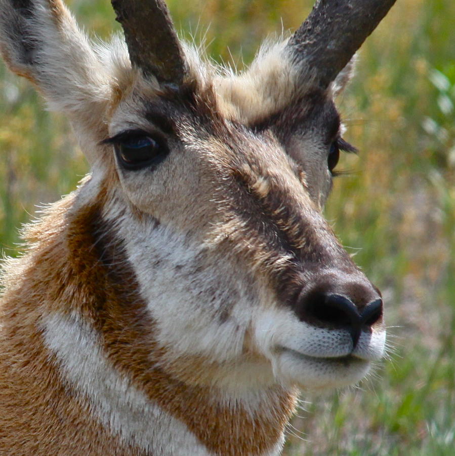 Wildlife Photograph - Pronghorn Buck face study by Karon Melillo DeVega