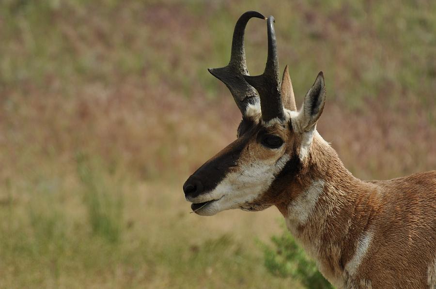 Pronghorn Buck Photograph by Frank Madia