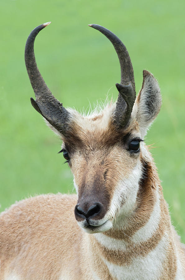 Pronghorn Buck Photograph by Jim Zablotny