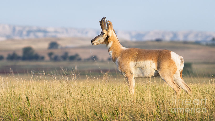 Pronghorn Buck overlooking his Harem Photograph by Jerry Fornarotto