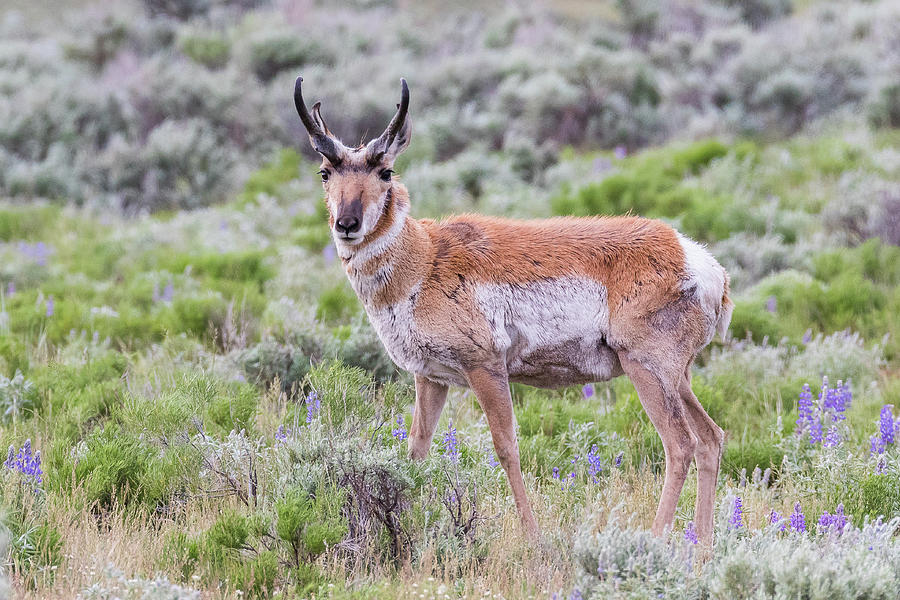 Pronghorn Buck Poses Photograph by Tony Hake